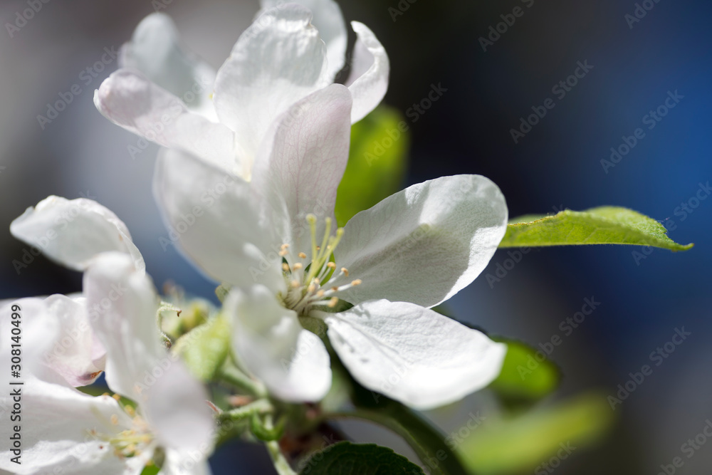 white flowers of tree, sweden, stockholm, nacka, europe white flowers of tree, sweden, stockholm, nacka, europe