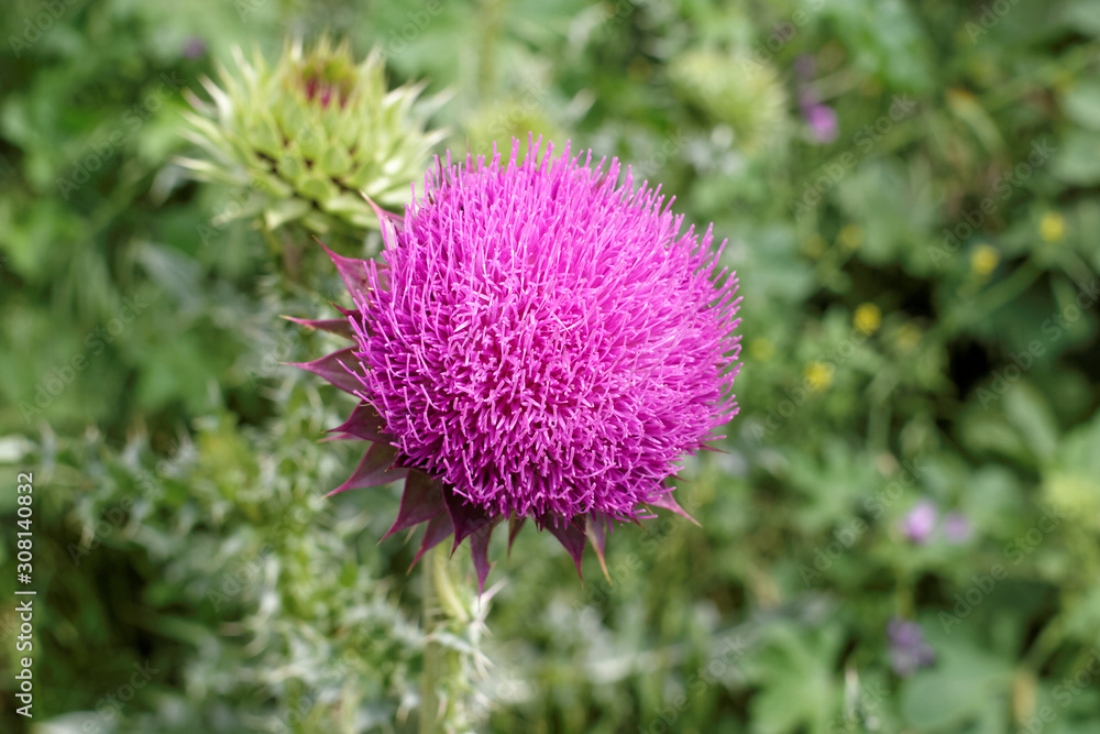 Blossoming thistle (Cirsium helenioides) close-up Blossoming thistle (Cirsium helenioides) close-up