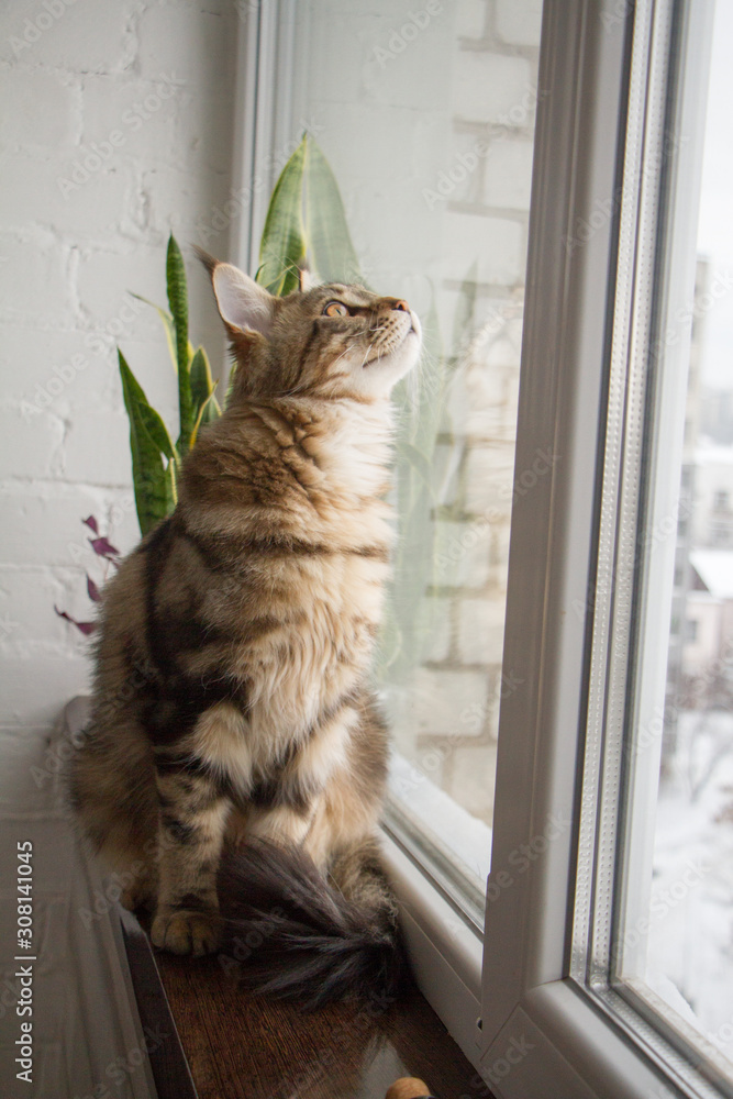 A portrait of a Maine Coon kitten sitting on a window-sill in a minimalistic kitchen, selective focus