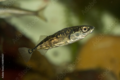Cuadro en lienzo Three-spined stickleback (Gasterosteus aculeatus).