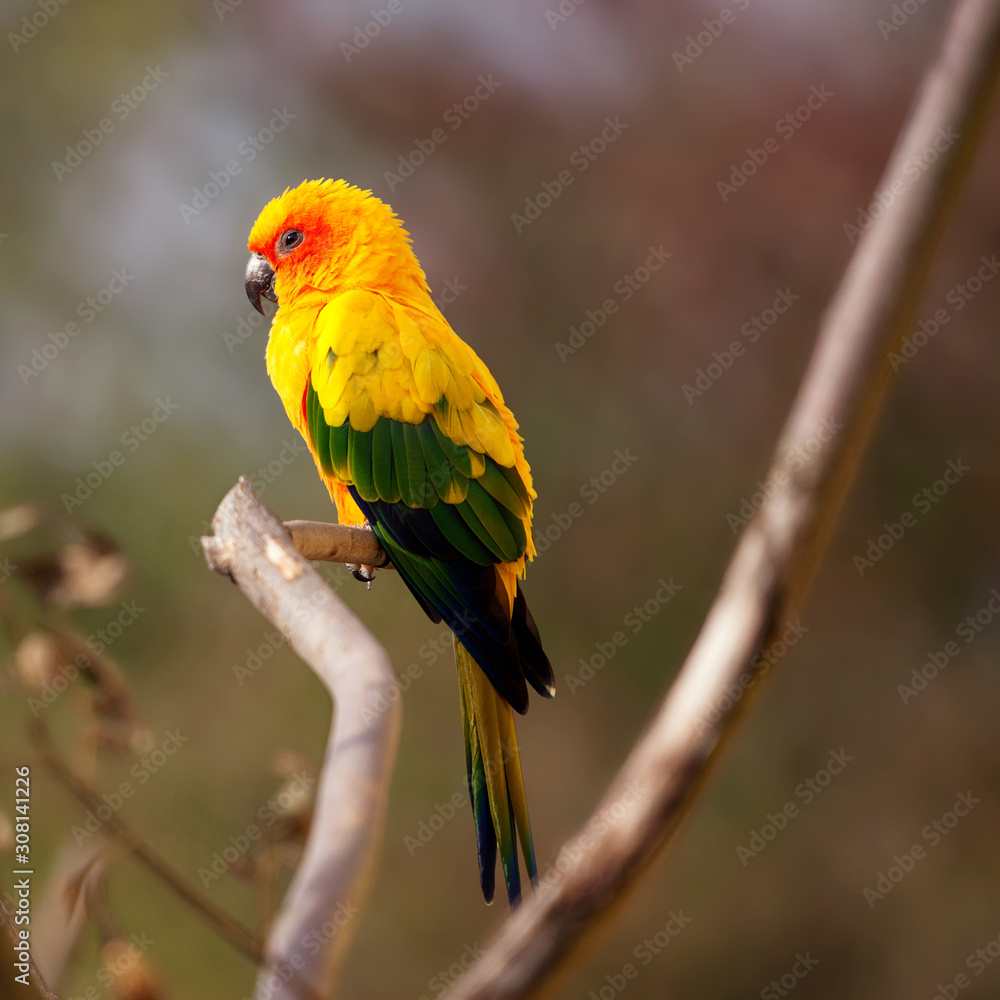 Sun Conure bird on a branch