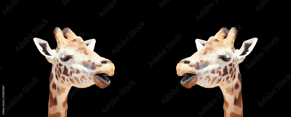 Fototapeta premium Two giraffes chatting with a black background for copy space