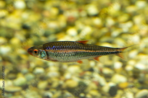 Schilderij op canvas Rainbow Shiner (Notropis chrosomus).