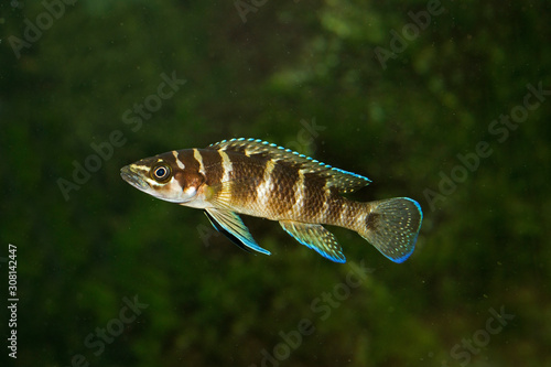 Neolamprologus cylindricus, cichlid endemic to Lake Tanganyika. photo