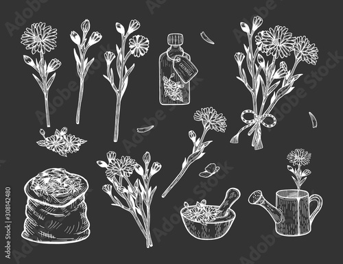calendula herb illustration on black background