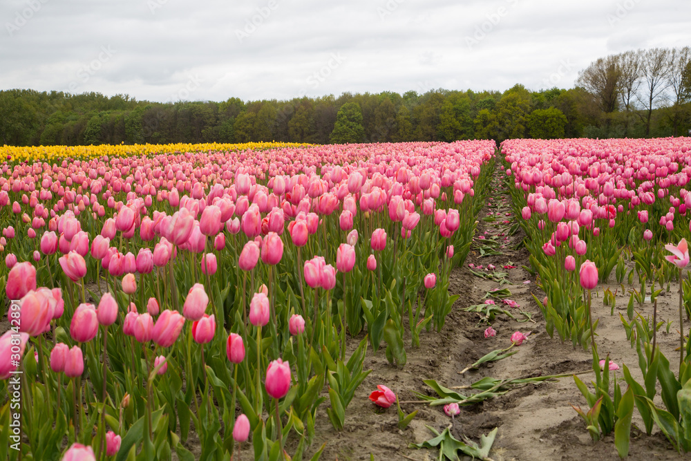 Obraz premium Field of tulips