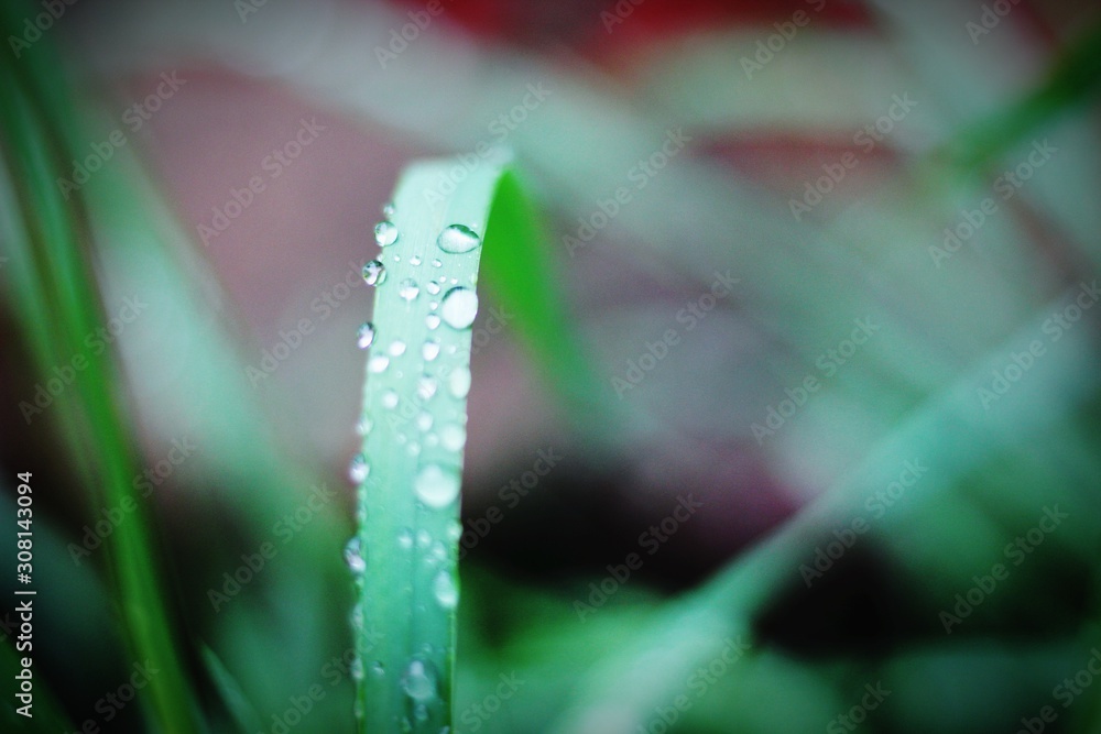 A closeup of a blade of grass with raindrops along with a blurred background of grass A closeup of a blade of grass with raindrops along with a blurred background of grass