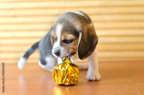 Fotótapéta beagle puppy