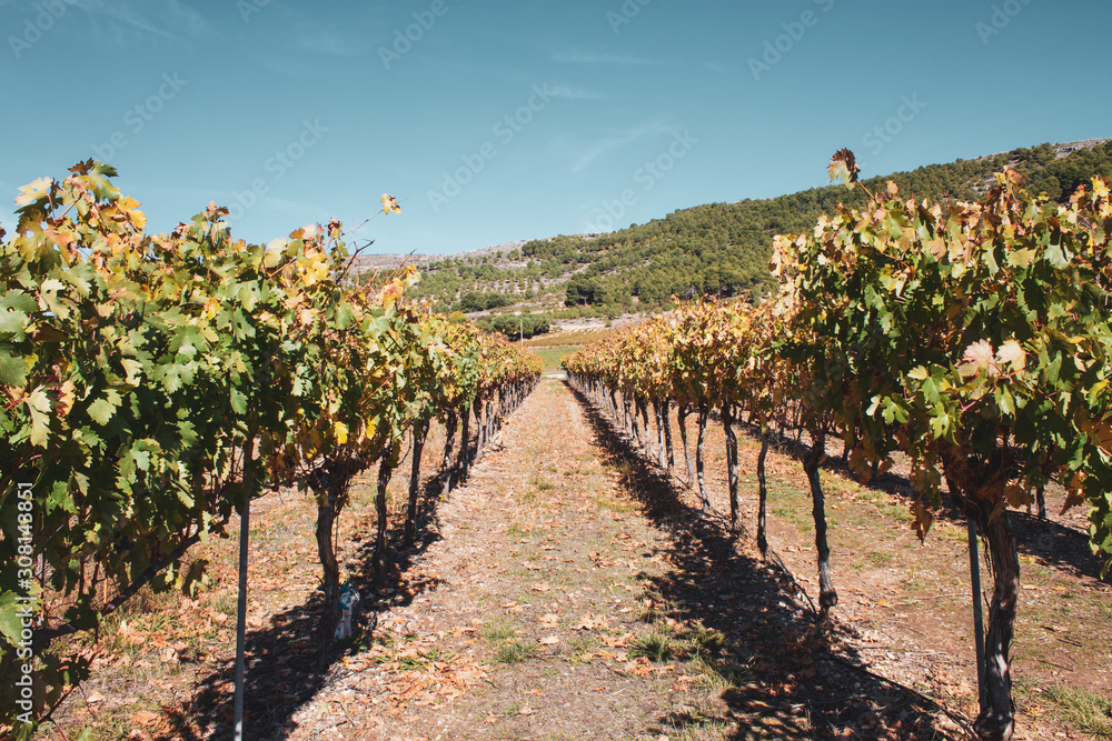 View between vines in Spanish vineyard