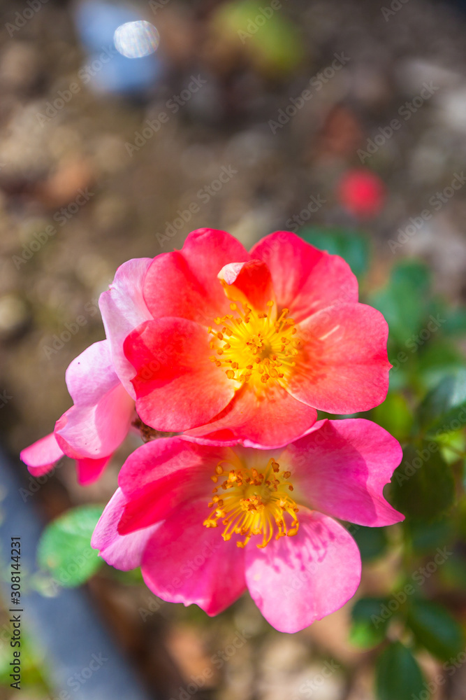 Pink chinese rose