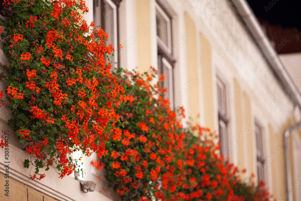 Beautiful red flowers hanging from the window or balcony, architecture decorative element