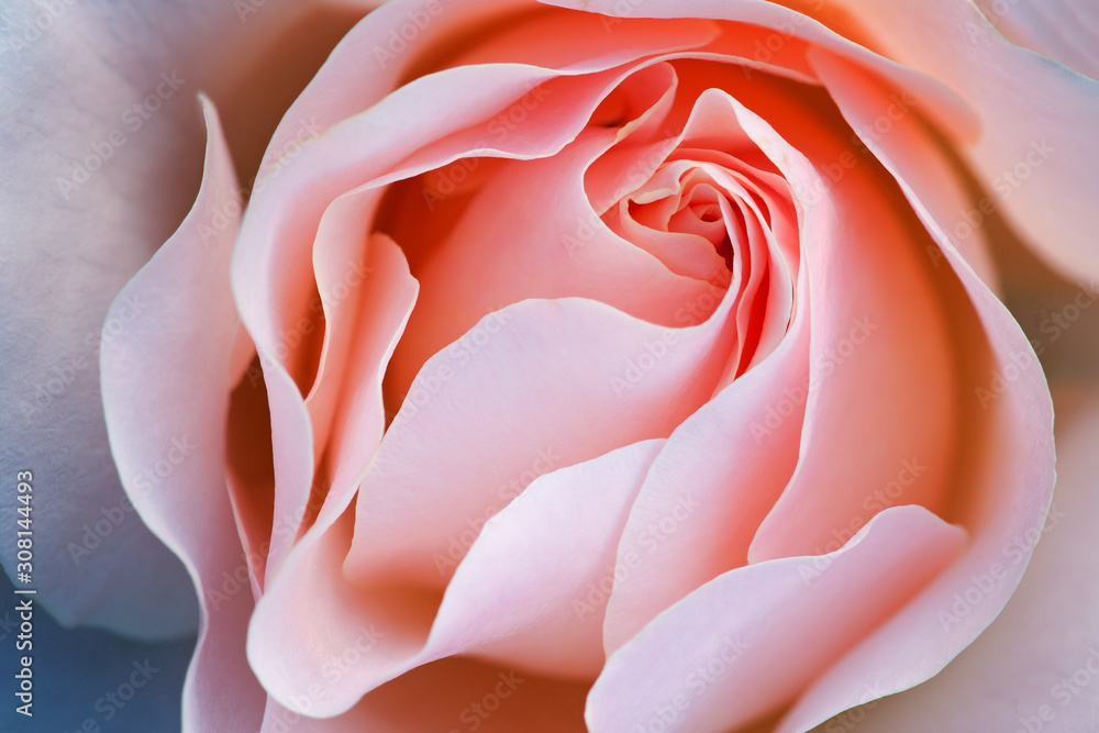 Close-up of a Pink Rose Close-up of a Pink Rose