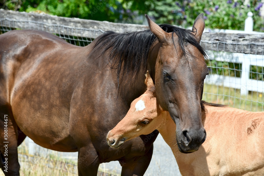 A mane and a colt stand with their heads inter twined A mane and a colt stand with their heads inter twined