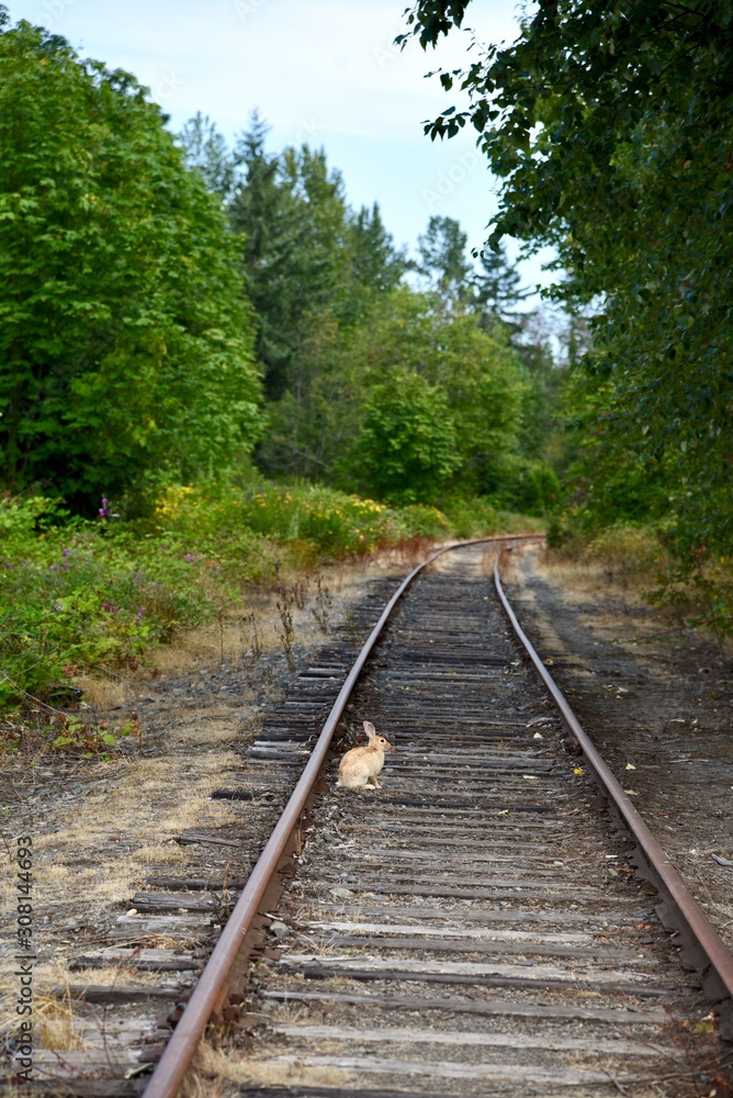 Rabbit on a train track