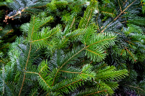 Natural fresh green fir branches  spruce background  texture
