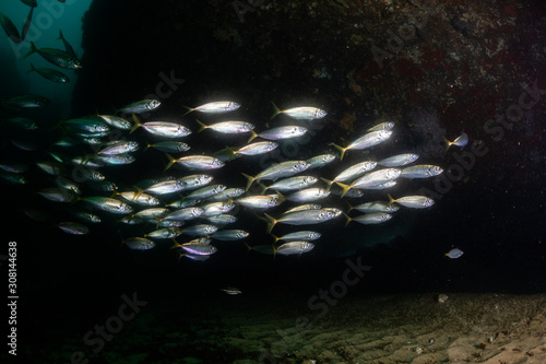 Yellowtail Scad School photo