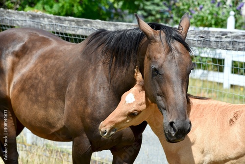 A mane and a colt stand with their heads inter twined