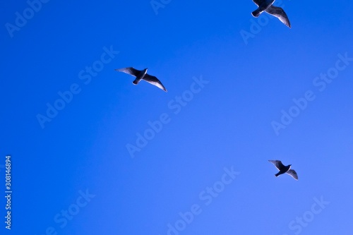 Three waterfowls in blue sky