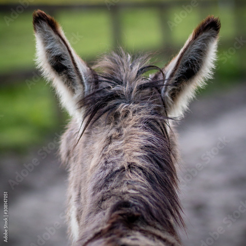 Head of a donkey with his ears twisted backwards.