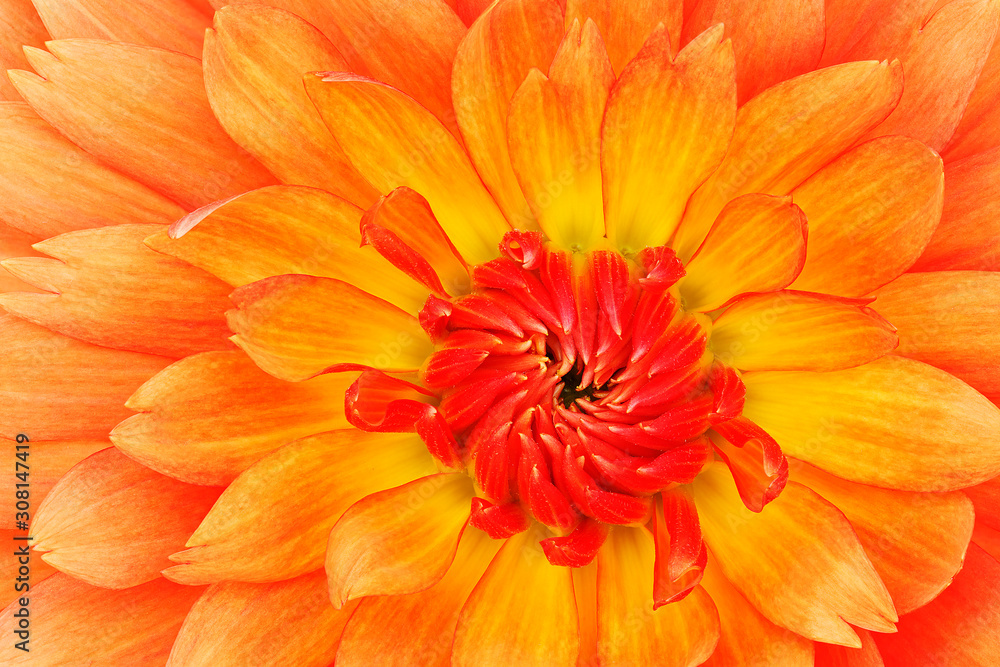 Close-up of an Orange and Red Dahlia Close-up of an Orange and Red Dahlia