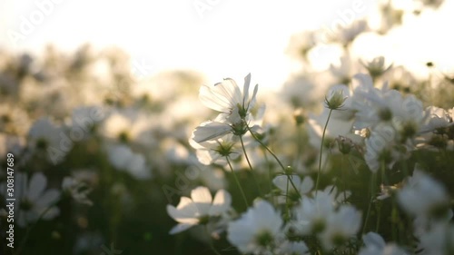 White flower fields with sunset light