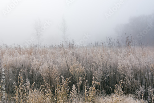 Frosted, Autumn Tall Grass Prairie in Fog, Fort Custer State Park