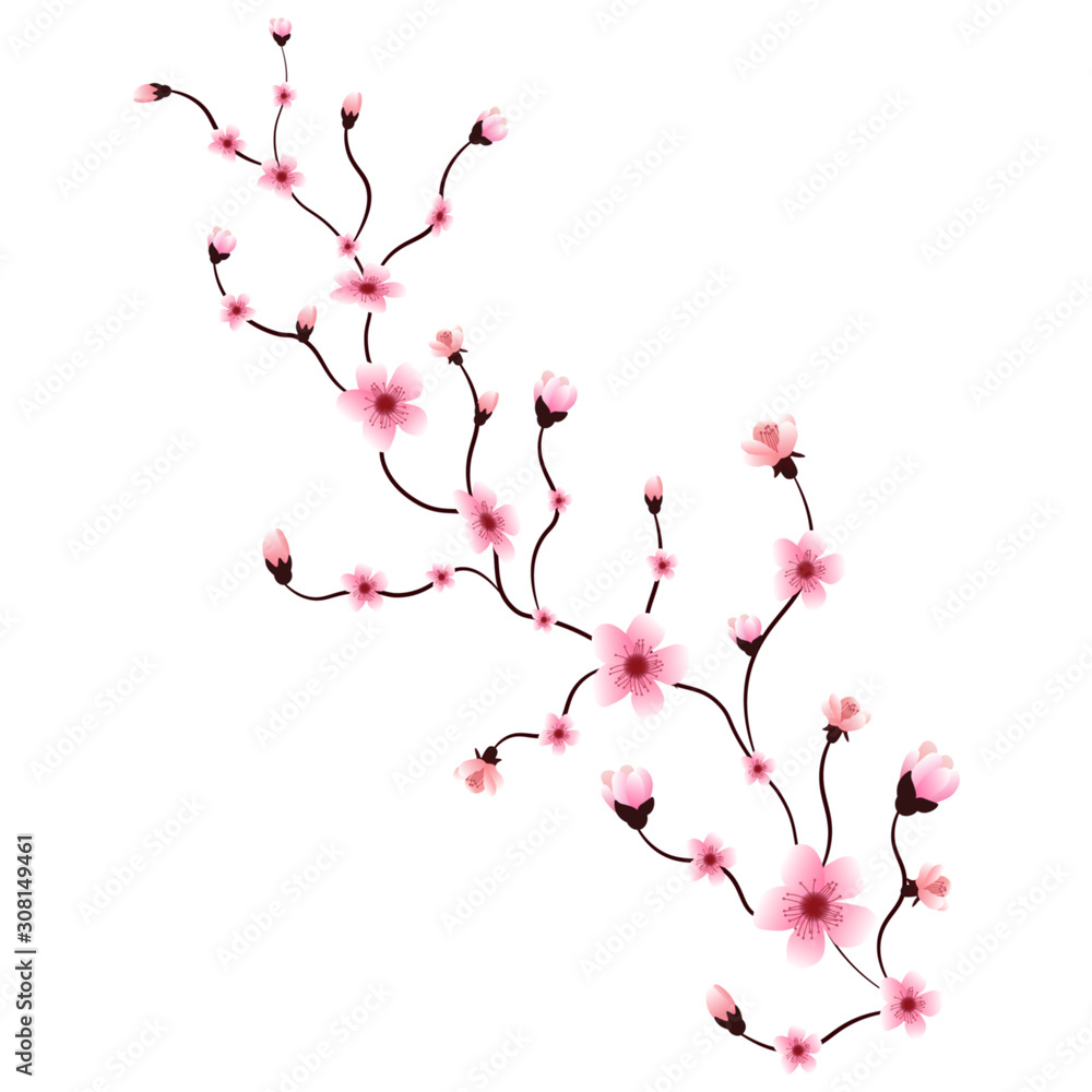Naklejka premium Sakura or cherry blossom branch, isolated, vector illustration.