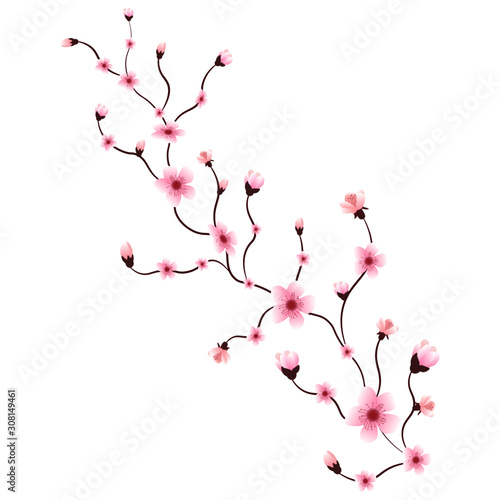 Sakura or cherry blossom branch, isolated, vector illustration.