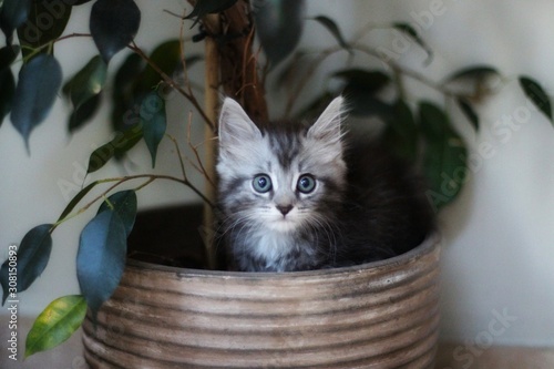 Fototapet Maine coon kitten sitting in house plant