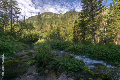 Mountain stream in the Siberian forest