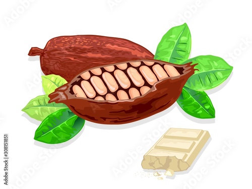Cocoa beans are ingredients for cooking delicious white milk chocolate. Product making body fat, addiction to sweets, food enjoyment, pleasure concept. Vector realistic isolated illustration.