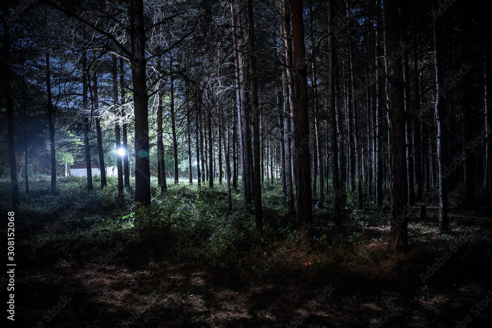 Obraz premium Magical lights sparkling in mysterious pine forest at night.