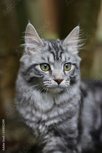 Silver tabby cat outdoors