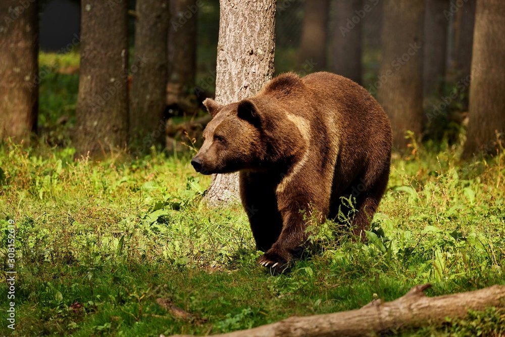 Fototapeta premium The Grizzly bear( Ursus arctos) is north American brown bear. Grizzly on natural habitat, forest and meadow at sunrise
