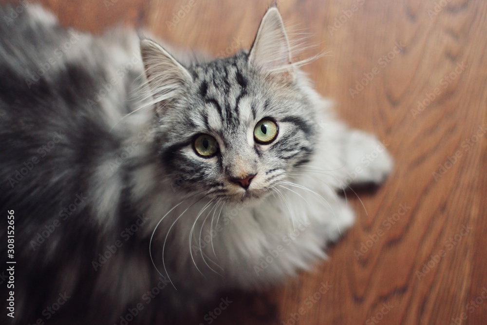 Maine coon cat looking up at camera Maine coon cat looking up at camera