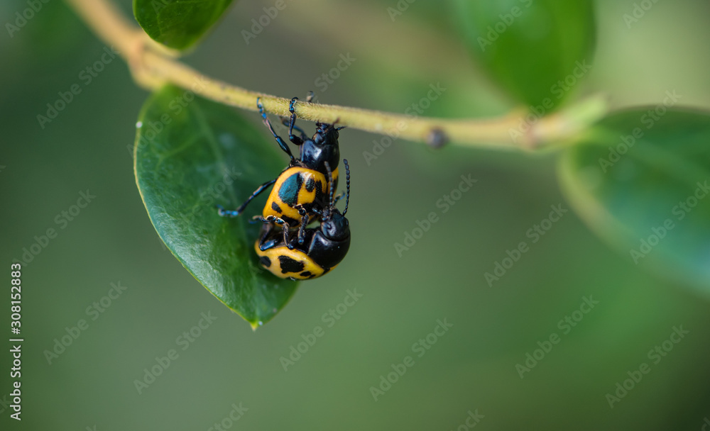 Fototapeta premium Beetles