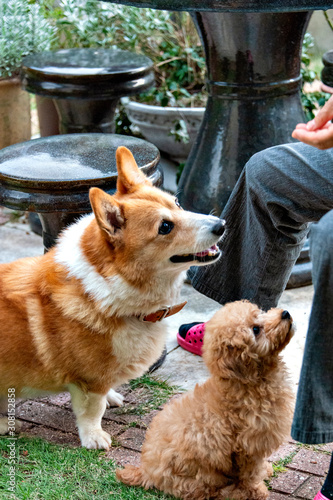 First contact of two dogs, Welch corgi and puppy of toy poodle in the garden