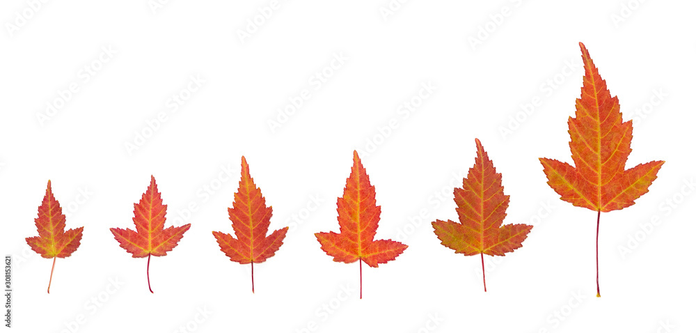 orange maple leaves from small to big size on a white background orange maple leaves from small to big size on a white background