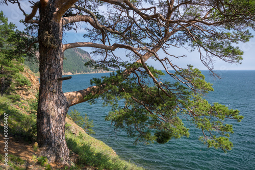 Beautiful pine on the shore of Lake Baikal