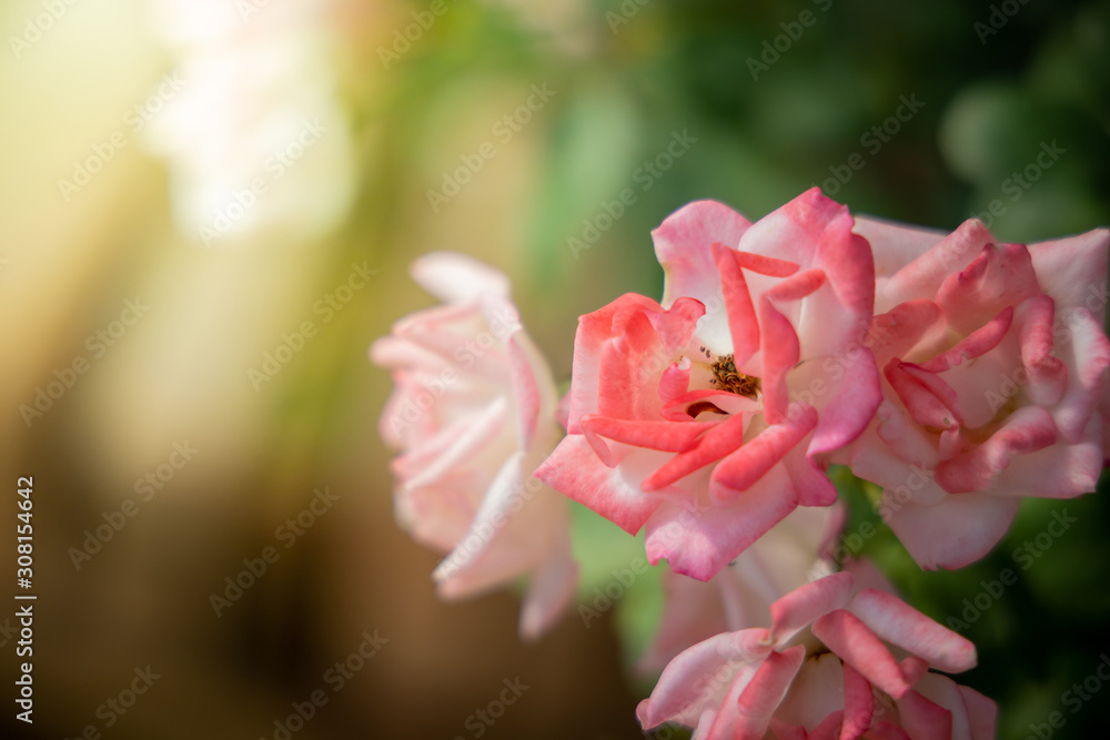 Roses in the garden Roses in the garden