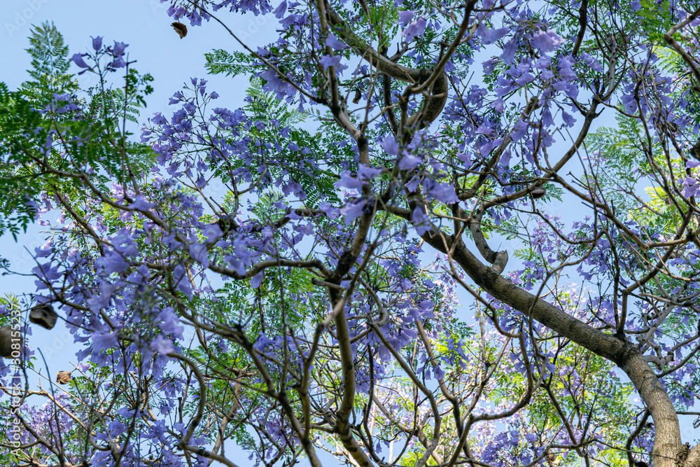 Obraz premium Blooming jacaranda trees in the spring of Buenos Aires, Argentina