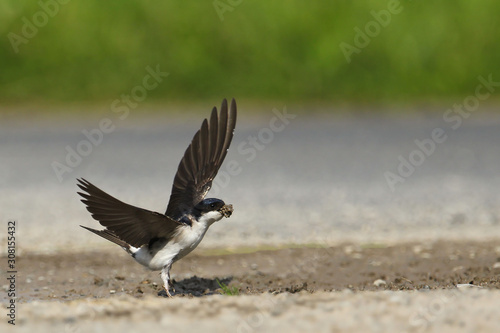 Quadro em tela Common House Martin  (Delichon urbicum), adult collecting nest material, Branden