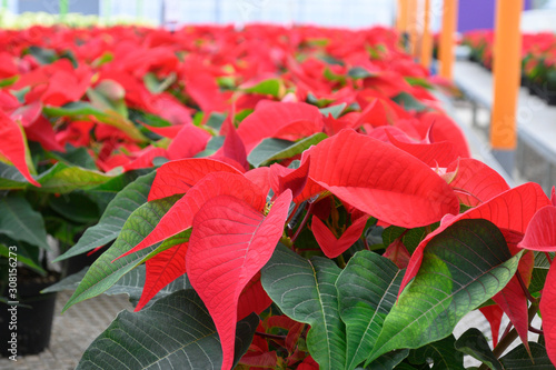 Row of Red Poinsettias in a indoor greenhouse.