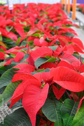 Row of Red Poinsettias in a indoor greenhouse.