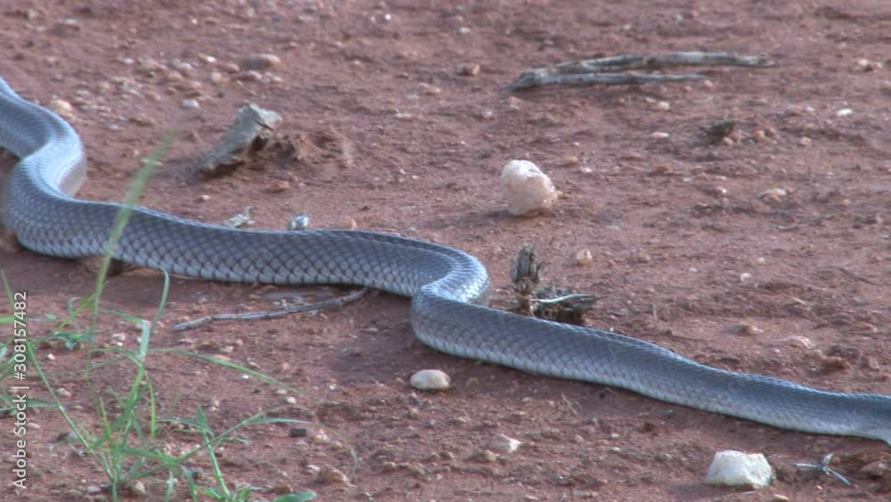 A pan to show the length of a black mamba snake A pan to show the length of a black mamba snake