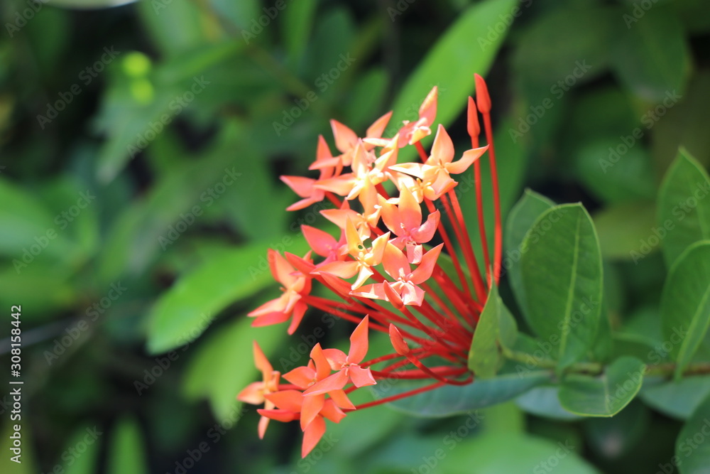 Ixora maui plant in the garden