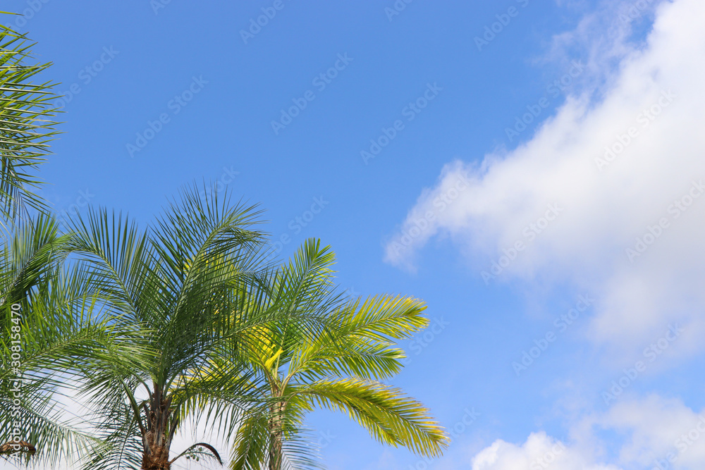 Palm tree with the sky in the background