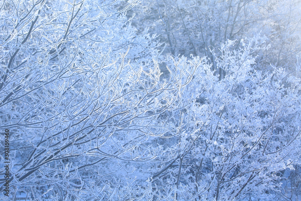 霧氷の森 霧氷の森