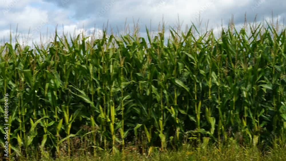 Corn Farm Land During A Beautiful Sunny Day Corn Farm Land During A Beautiful Sunny Day