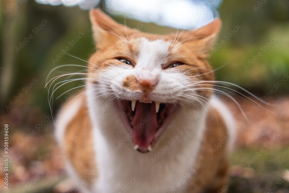満面の笑みを浮かべる猫 満面の笑みを浮かべる猫